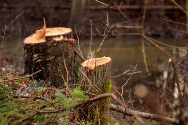 istock Deforestation concept. Alder and birch stumps in the forest from freshly chopped tree after cutting forest 2185581381
