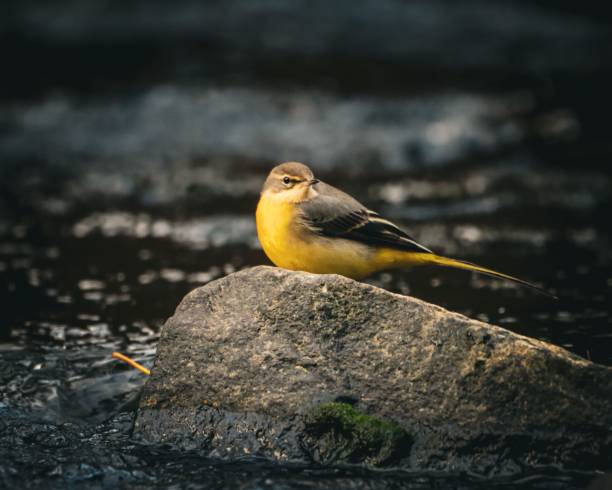istock Yellow wagtail on a rock by a stream 2185582557