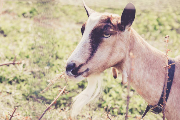istock Bearded Goat Farm Animal Portrait 2185583787