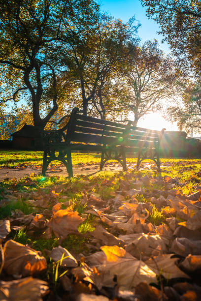 Autumnal Serenity at Park in London