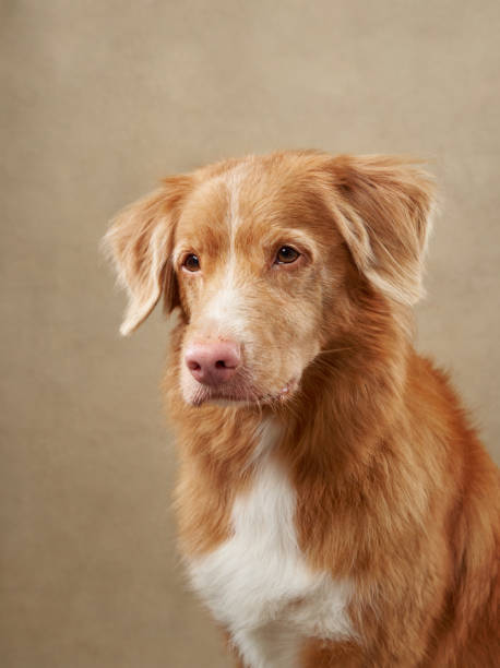 istock Nova Scotia Duck Tolling Retriever headshot on beige background 2185584127