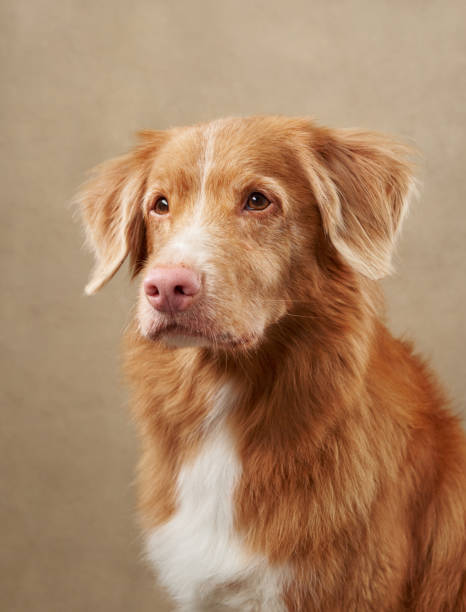 istock Nova Scotia Duck Tolling Retriever headshot on beige background 2185584128