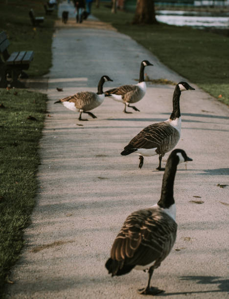istock Flock of Canadian Geese on Pathway 2185584880