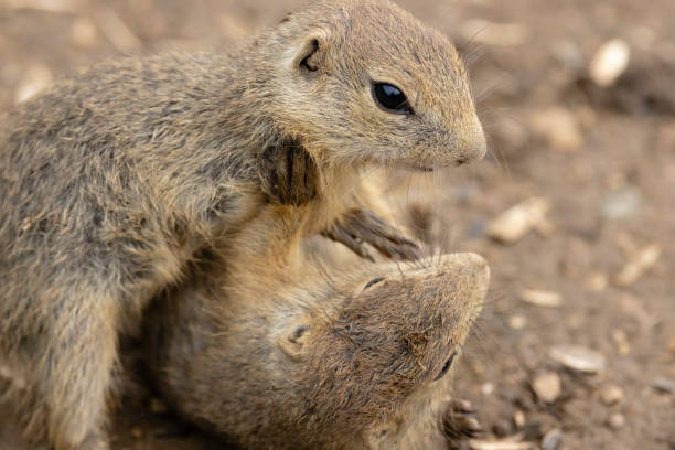 Ground squirrel colony (Syslovisko Biele vody), National park Muranska Planina, Slovakia