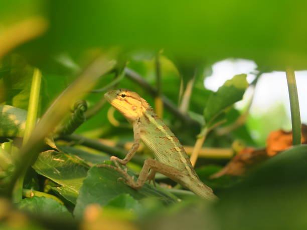 istock Vibrant Javanese Chameleon in its Natural Habitat 2185585999