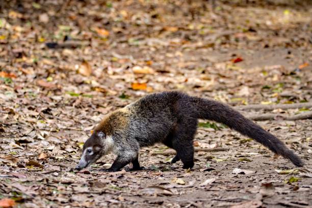 istock White nosed coati, Nasua narica, on a forest floor 2185586613