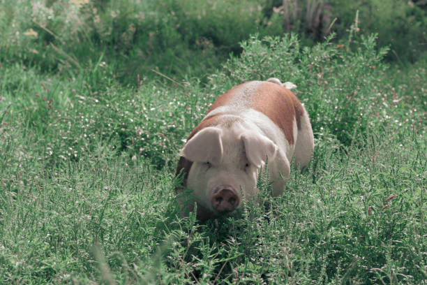 Pig Playing in the Grass on Farm