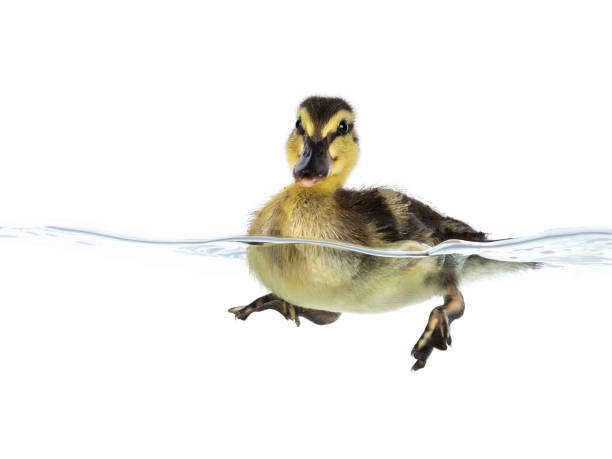 istock 3 Day old duckling in water on white 2185590873