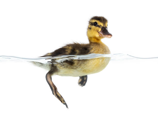 istock 3 Day old duckling in water on white 2185590901