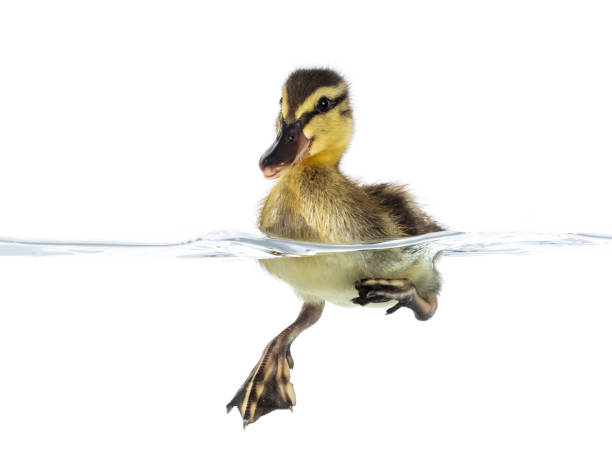 istock 3 Day old duckling in water on white 2185590958