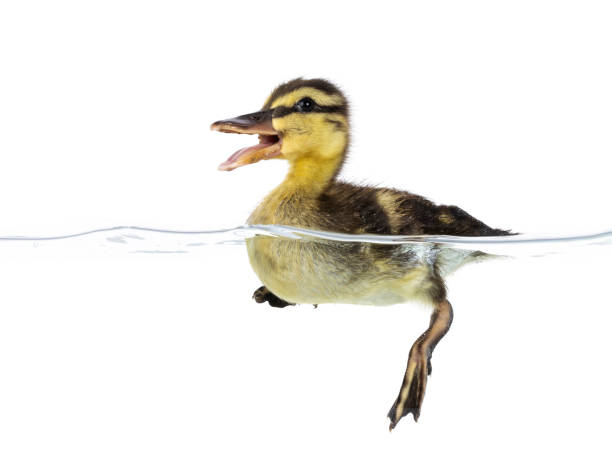 istock 3 Day old duckling in water on white 2185590989