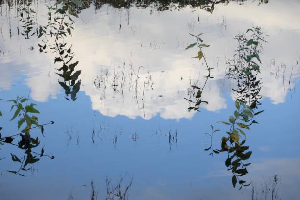 Acrylic painting in the nature