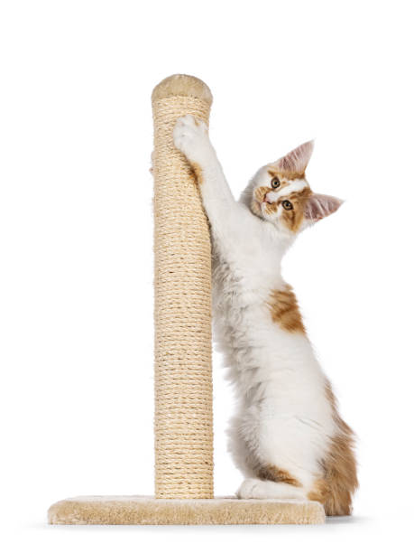 istock Maine Coon cat kitten on white background 2185591182