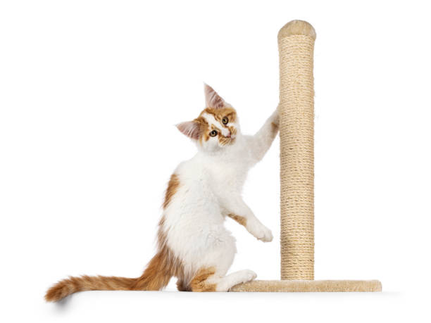 istock Maine Coon cat kitten on white background 2185591303