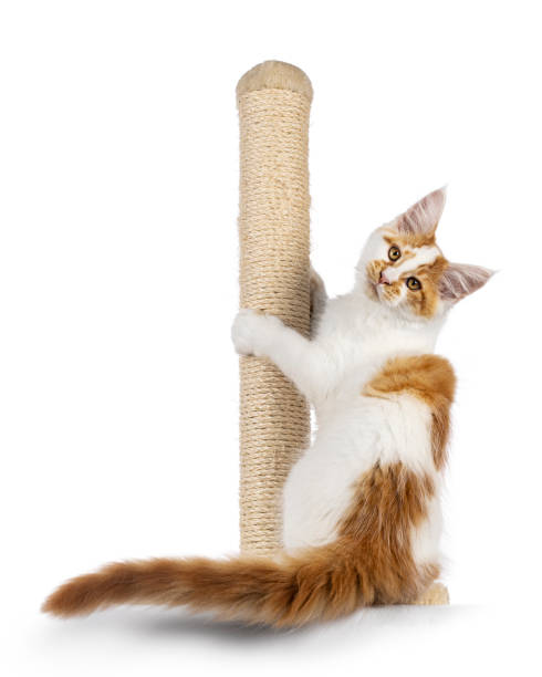 istock Maine Coon cat kitten on white background 2185591372
