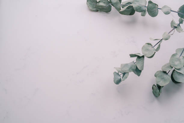 istock Elegant Floral Frame Border with eucalyptus on white marble background. Invitation, greeting card. Copy space, mock up template. Flat lay, top view, minimal composition. 2185591385