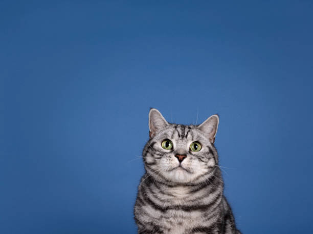 istock British Shiorthair cat on blue background 2185591462