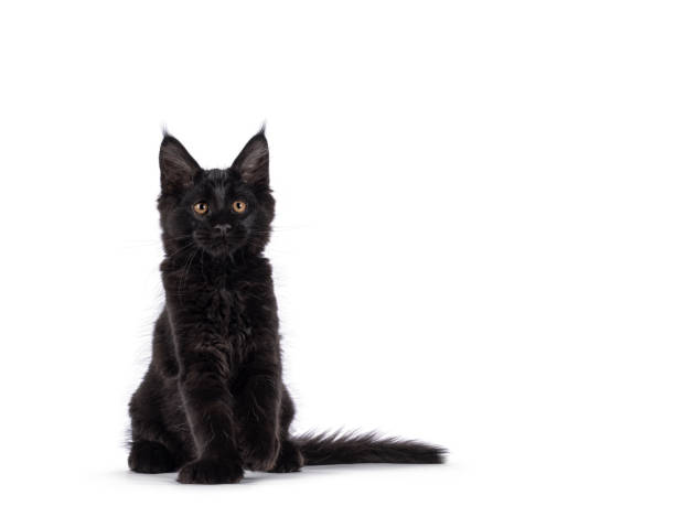 istock Maine Coon cat kitten on white background 2185592185