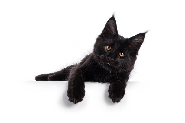 Beautiful solid black Maine Coon cat kitten, laying down side ways with paws hanging relaxed over edge and sticking out tongue. Looking towards camera with amber eyes. Isolated on a white background.
