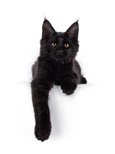 istock Maine Coon cat kitten on white background 2185592242