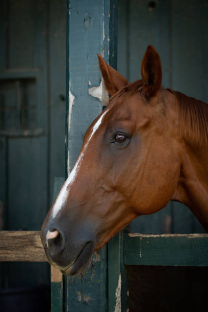 istock Thoroughbred Horse in Saratoga Springs Stable Barn 2185592501