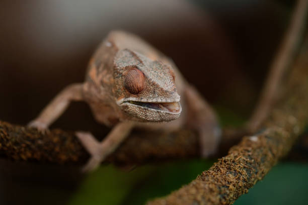 istock A close-up image of a chameleon perched on a textured branch. 2185593802