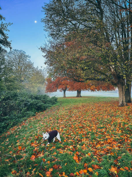 istock Walking Dog in a Serene Autumn Morning 2185593833