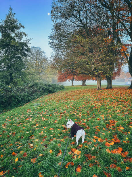Walking Dog in a Serene Autumn Morning