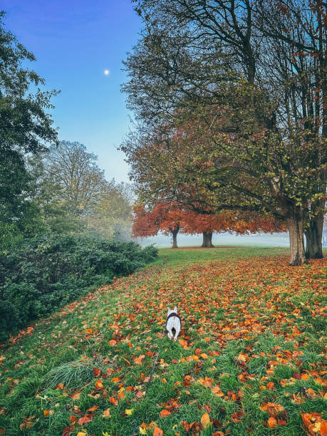 istock Walking Dog in a Serene Autumn Morning 2185594281