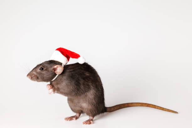 istock Colored rat isolated on red background. Pet in Santa hat. New Year concept 2185594432