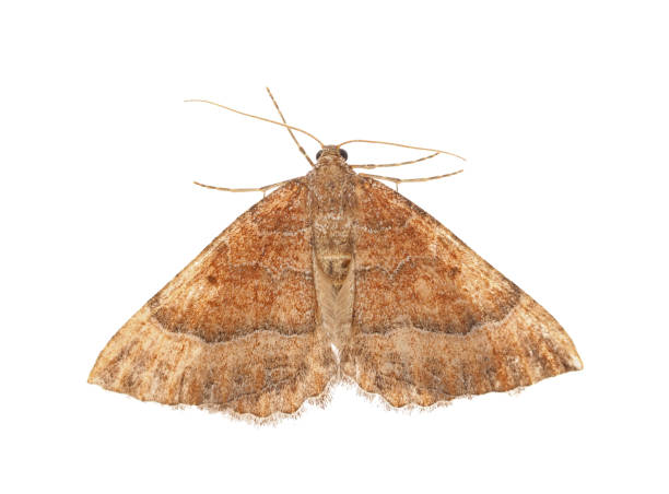 istock Mallow moth isolated on white background, Larentia clavaria 2185595732