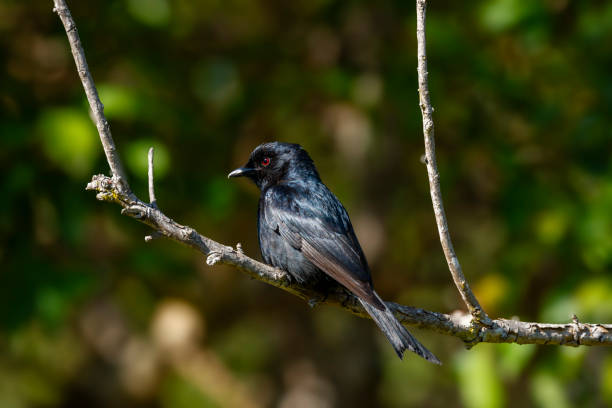 istock Fork-tailed drongo, common drongo or African drongo (Dicrurus adsimilis). Wilderness, Garden Route, Western Cape. South Africa 2185596002