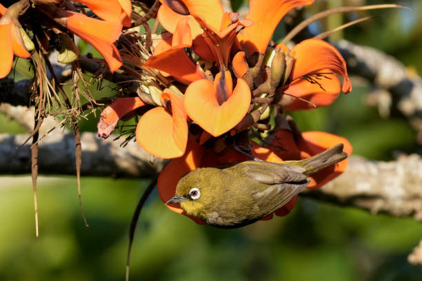 istock Cape white-eye (Zosterops virens) feeding on the nectar from a coast coral tree (Erythrina caffra) near Wilderness, Garden Route, Western Cape. South Africa 2185596005