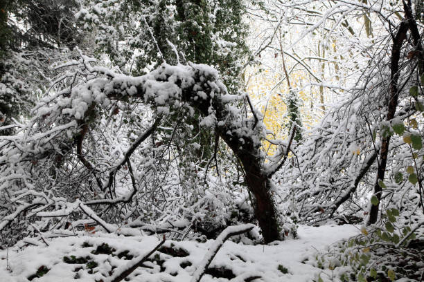 Snow on leaning trees whilst a few remaining beech leaves shine in the background