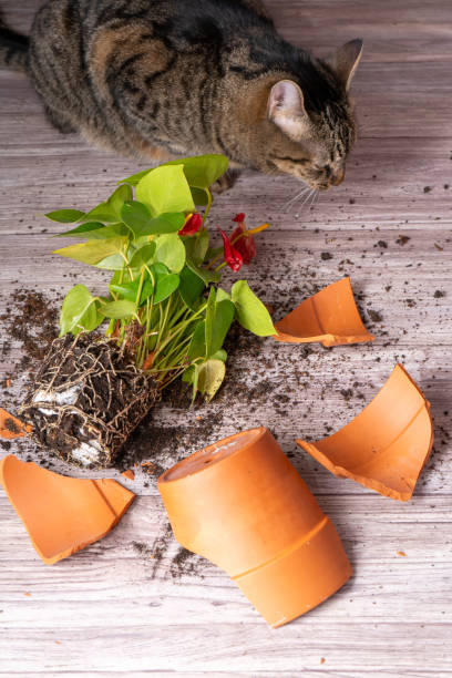 istock The cat broke a terracotta flower pot. Anthurium flower. 2185597821