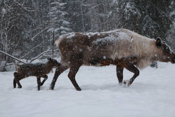 istock Alaskan Reindeer during Calving Season 2185599026