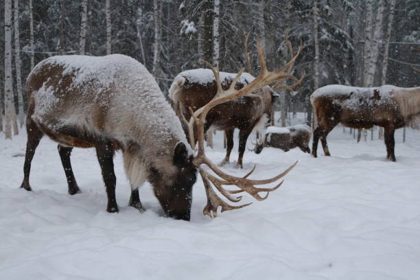 istock Alaskan Reindeer during Calving Season 2185599034