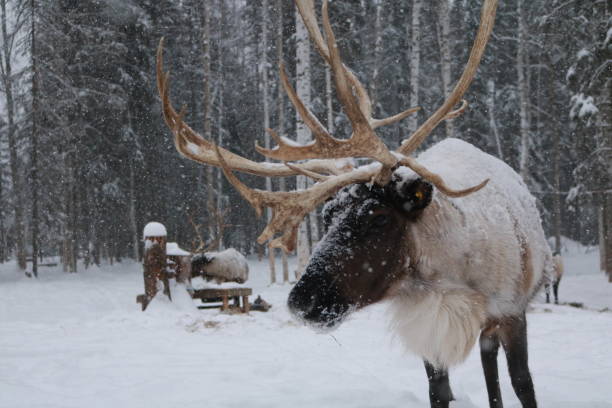istock Alaskan Reindeer during Calving Season 2185599035