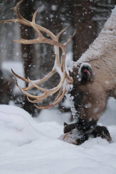 istock Alaskan Reindeer during Calving Season 2185599062