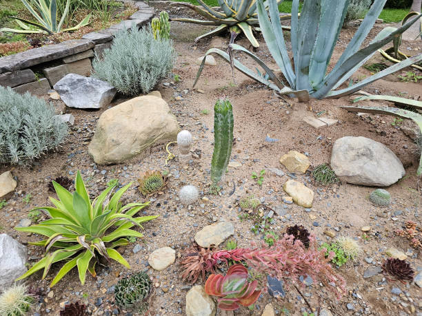 istock Cactus garden in park 2185599215