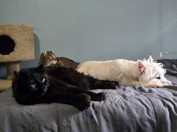 istock Cats and a dog sleeping together 2185601304
