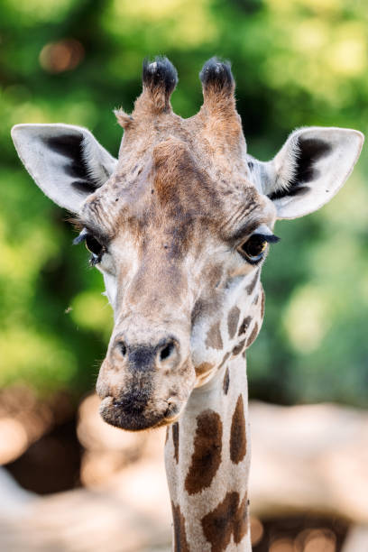 istock Giraffe staring intently with expressive eyes and long neck 2185602034