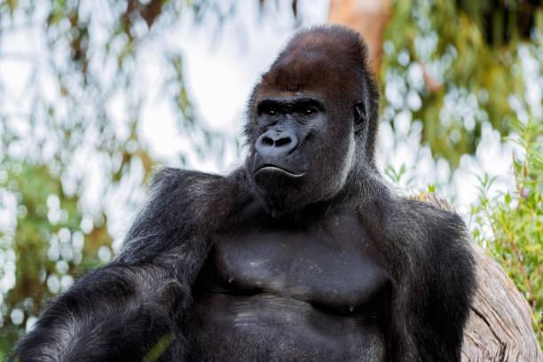 istock Powerful western lowland gorilla relaxing in lush green habitat 2185602461