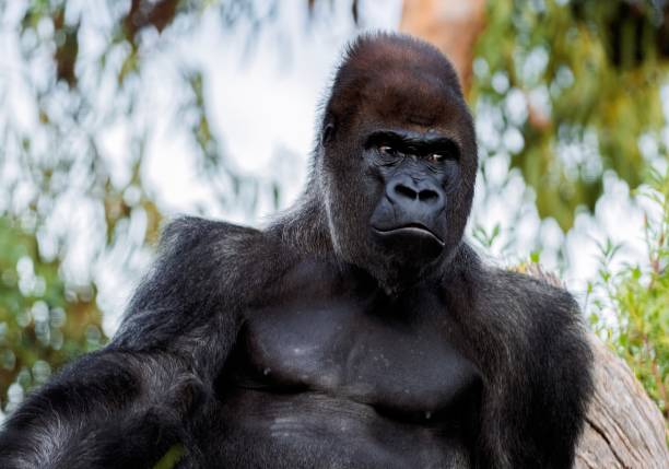 istock Powerful gorilla sitting majestically in lush green habitat 2185602462