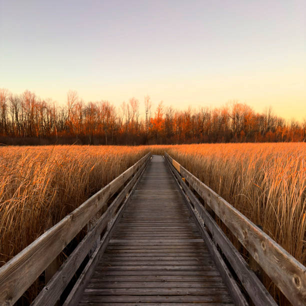 Mer Bleu Bog in Ottawa at golden hour sunset