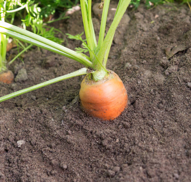 istock Carrots growing in soil in garden. 2185602865