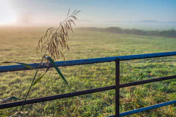 Closeup of an iron gate in a Dutch polder on a misty morning in the autumn season. The flowering reed is wet with dew and on the gate hang dewdrops.