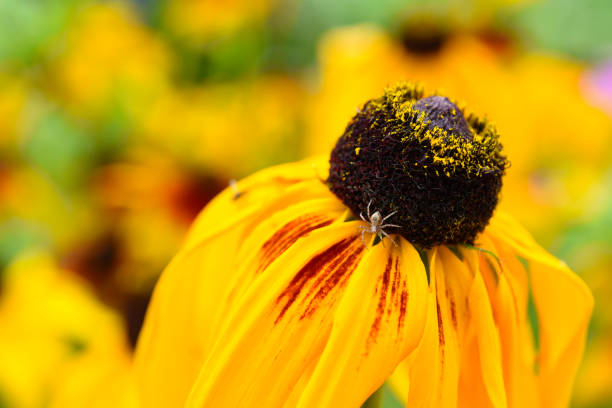A spider on a yellow flower. Rudbeckia hirta.