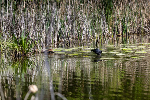 istock A black waterfowl runs across a pond surrounded by reeds and green lilies, creating a reflective scene in the water. The area is rich in vegetation, offering a natural wetland habitat. 2185605612