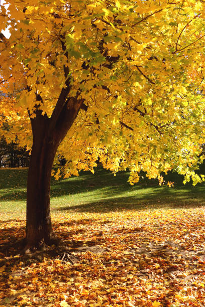A vibrant autumn scene featuring a maple tree with golden-yellow foliage, casting dappled sunlight onto the grassy ground below. The fallen leaves form a warm golden carpet, complementing the serene and natural beauty of the surroundings.